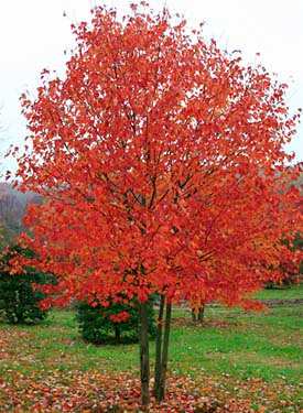 Acer rubrum RED SUNSET Da ultimo, ma non per importanza, la via Pedretti si presenta con un alberata di prunus pissardi nigra piuttosto degradata.