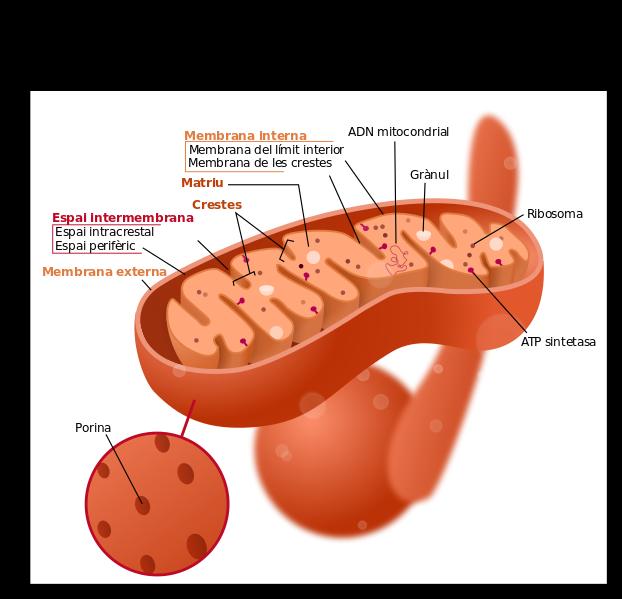 Questi organuli sono da considerarsi come le centrali di energia delle cellule.