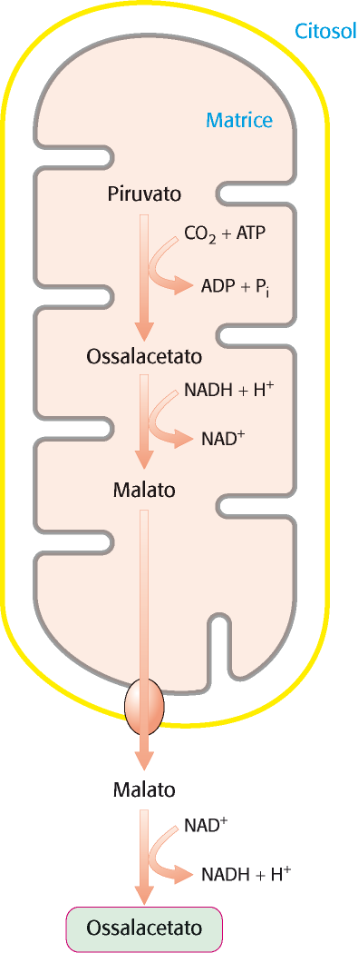 Struttura a domini della piruvato carbossilasi La piruvato carbossilasi è un enzima mitocondriale mentre gli altri enzimi della via gluconeogenetica sono citosolici.