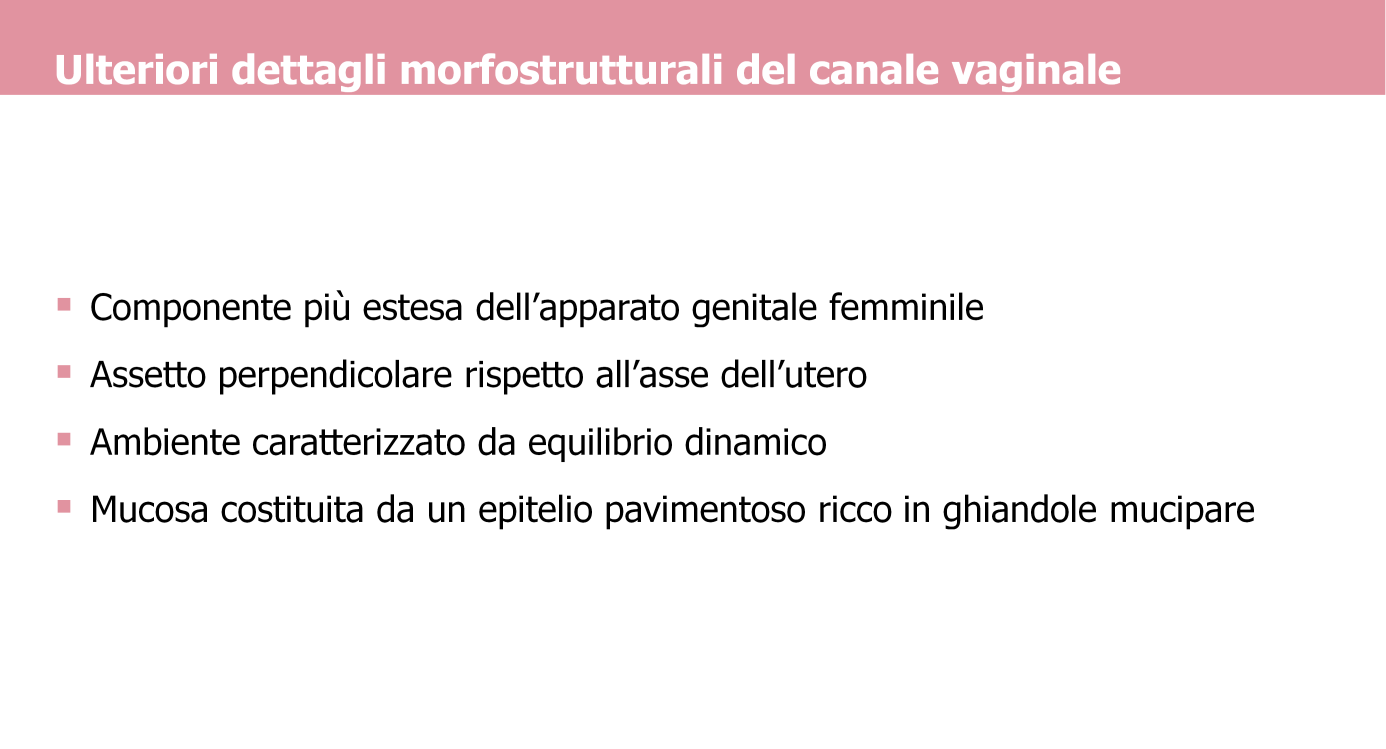 Il canale vaginale, la componente più estesa dell apparato genitale femminile, è posto perpendicolarmente rispetto all asse dell utero; il suo ambiente è caratterizzato da un equilibrio dinamico tra