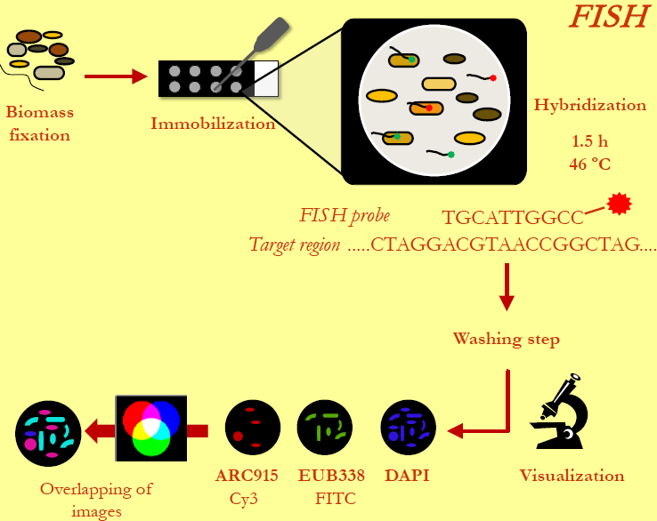 3.1.2 Analisi Microbiologiche L analisi microbiologica degli effluenti di entrambi i reattori è stata effettuata tramite Fluorescence In Situ Hybridization (FISH).