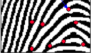 A una analisi più approfondita, si possono osservare altre caratteristiche fondamentali delle impronte digitali, chiamate minuzie o caratteristiche di Galton.