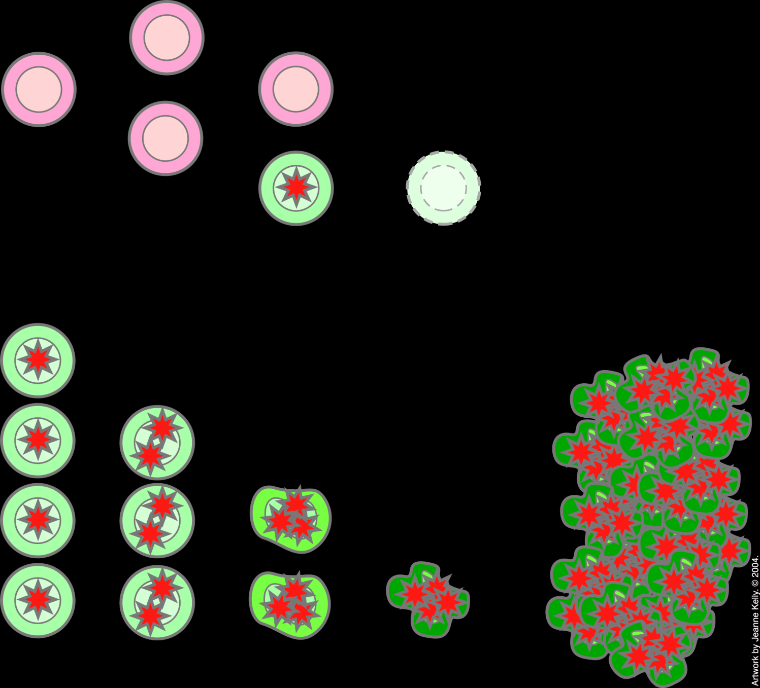I tumori sono il risultato di diverse mutazioni nella cellula: teoria del doppio HIT Divisione cellulare normale apoptosi Danno