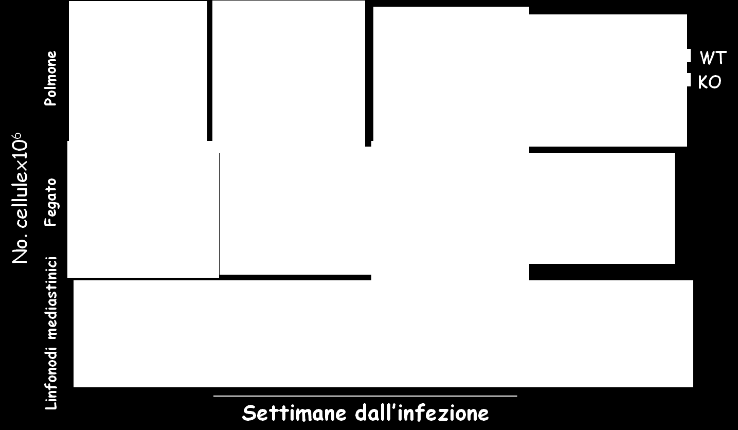 Figura 19: Fenotipizzazione dell infiltrato leucocitario negli organi e nei linfonodi dopo infezione di topi WT e D6 -/- con M. tuberculosis.