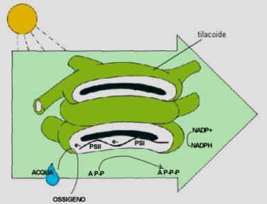 FOTOSINTESI (Reazioni dipendenti dalla luce) L'energia del sole viene usata per formare ATP a partire da ADP e fosfato.