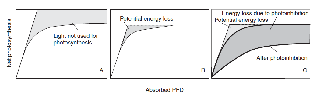 20 Capitolo 1 (a) (b) (c) Figura 1.12. Modifiche della curva P/I in seguito a fotoinibizione coltura (Richmond A., 2004). La parte grigia nella Figura 1.