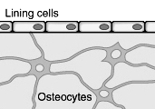 Phase Activation Resorption Formation