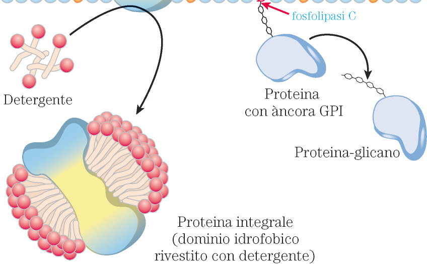 proteine -Proteine integrali di