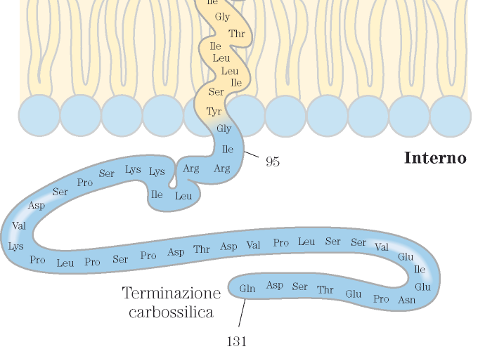 Unità tetrasaccaridiche