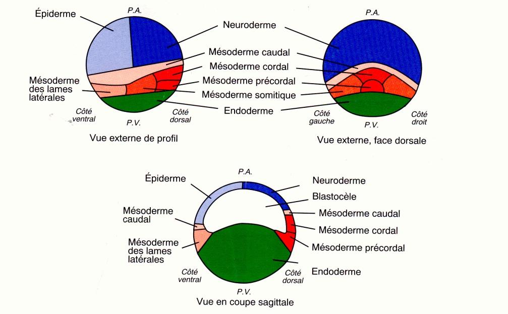 MAPPA DEI TERRITORI PRESUNTIVI Xenopus urodeli Si marcano le varie regioni della blastula con coloranti vitali (o con opportune molecole