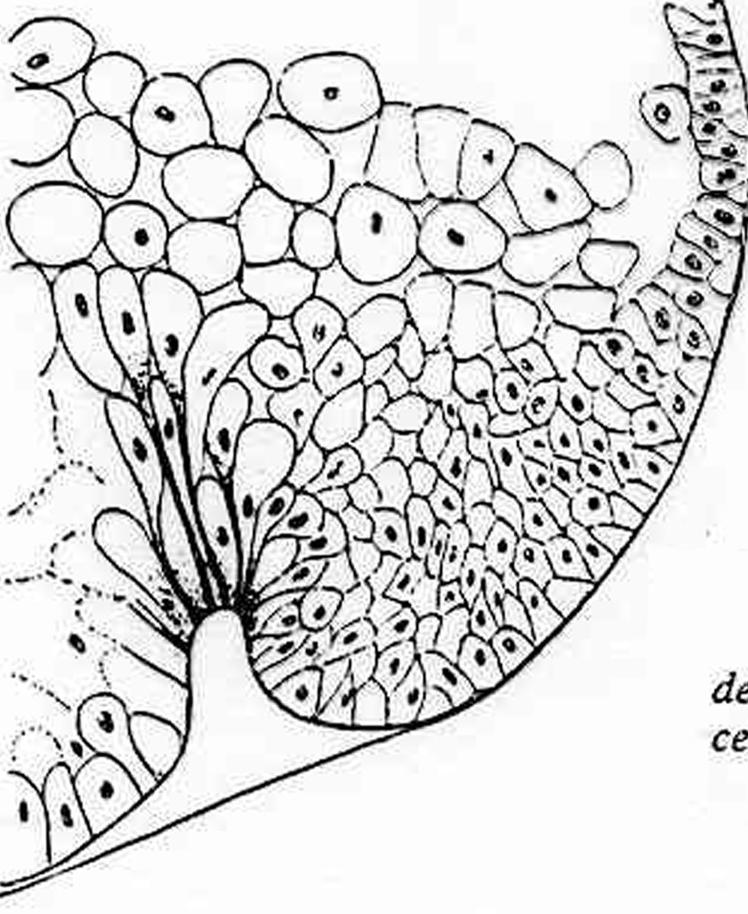 vitellina) Alcune future cellule endodermiche cambiano forma,