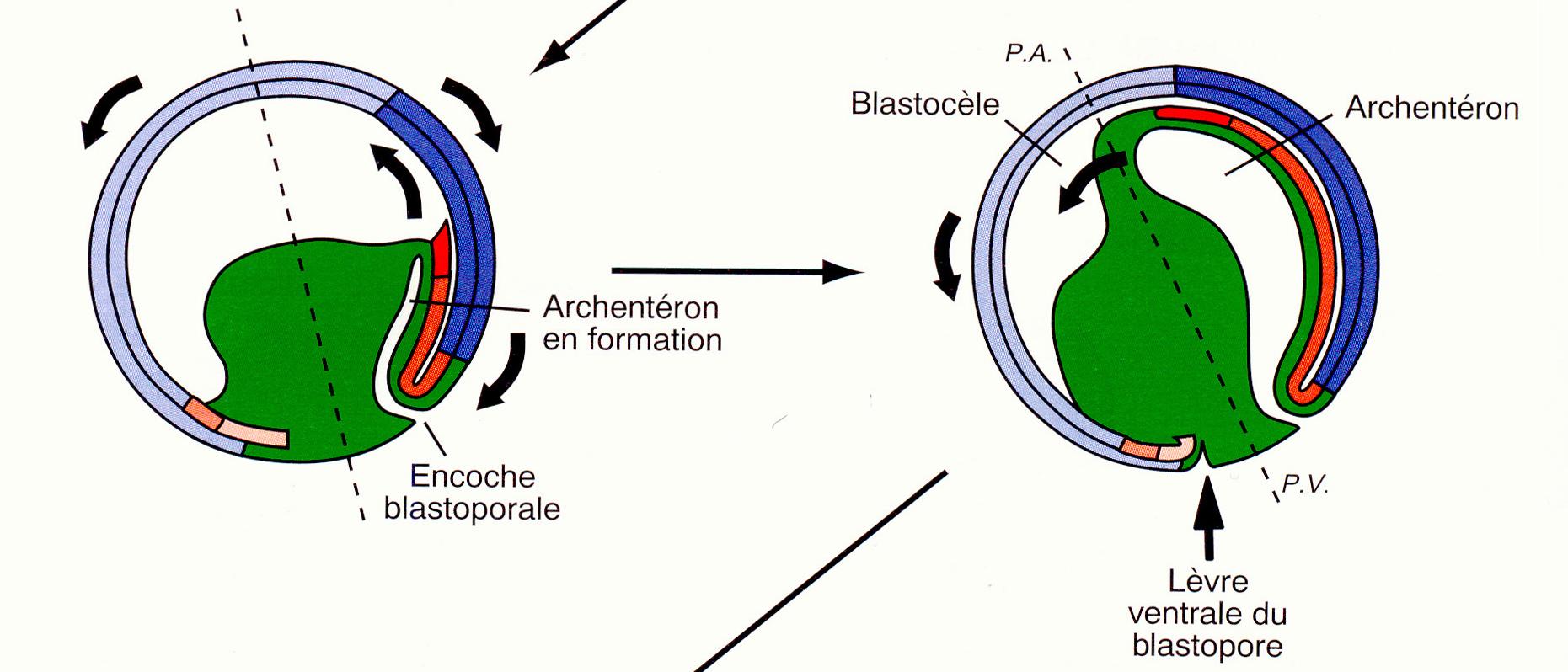 ARCHENTERON (Xenopus) L invaginazione porta alla formazione dell archenteron La cavità