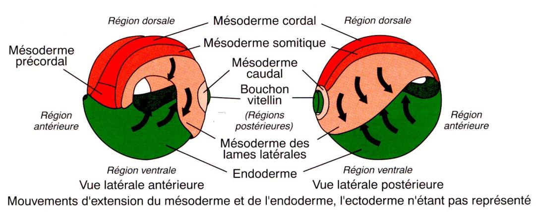 MOVIMENTI DELLA GASTRULAZIONE Invaginazione di endoderma e mesoderma Scorrimento del mesoderma lungo la superficie interna dell ectoderma