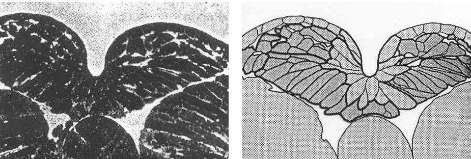 NEURULAZIONE MECCANISMI Interazione cordomesoderma-ectoderma