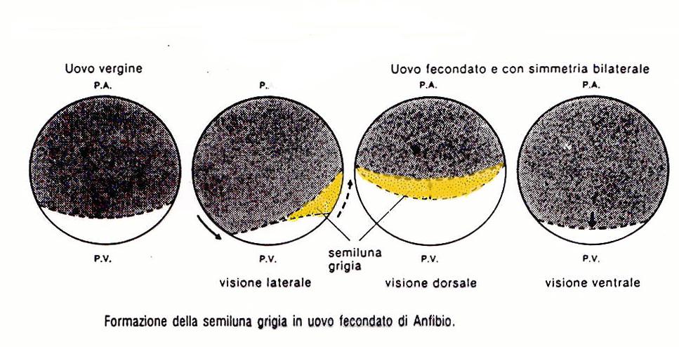 corticale determina la