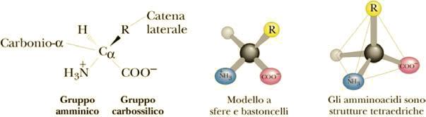 ( 40%) carattere di doppio legame tra carbonio ed azoto.