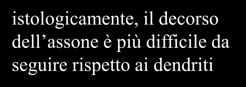 assone mentre il numero di dendriti è