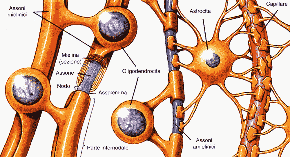Mielina nel SNC