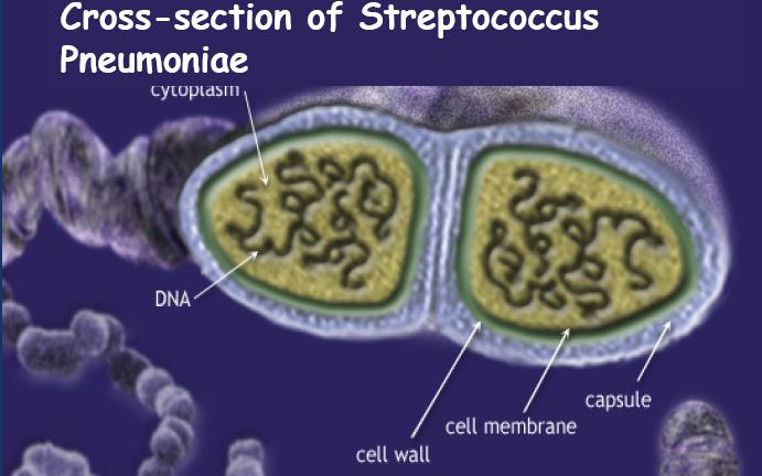 Sierotipizzazione ceppi di Streptococcus pneumoniae La capsula è il principale fattore di virulenza Di distinguono circa 90 antigeni capsulari Circa un quarto sono