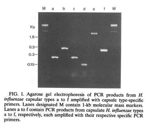 Tipizzazione molecolare di H. influenzae PCR multiplex da campione o da ceppo Identificazione/conferma di H.