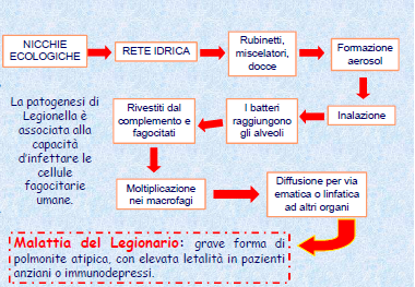 Legionella: