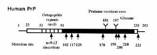 PRIONI: IL Polimorfismo codon 129 I polimorfismi del gene PRNP costituiscono un aspetto di notevole interesse per la ricerca e, tra questi, il codon 129 che può codificare per metionina (Met) o