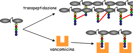 La terza tappa avviene nel contesto del peptidoglicano e nello spazio periplasmico (Gram-), dove l unità basale, liberata dal legame del trasportatore lipidico, si unisce all estremità in