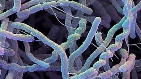 Prodotte da Streptomyces, Micromonospora Possono essere classificate in: NATURALI Streptomicina,