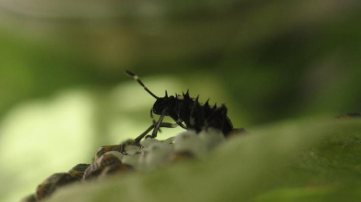 Halyomorpha halys STADI GIOVANILI: neanidi Foto S. Bortolini Forma del capo e spine ai lati di capo e pronoto Foto G.