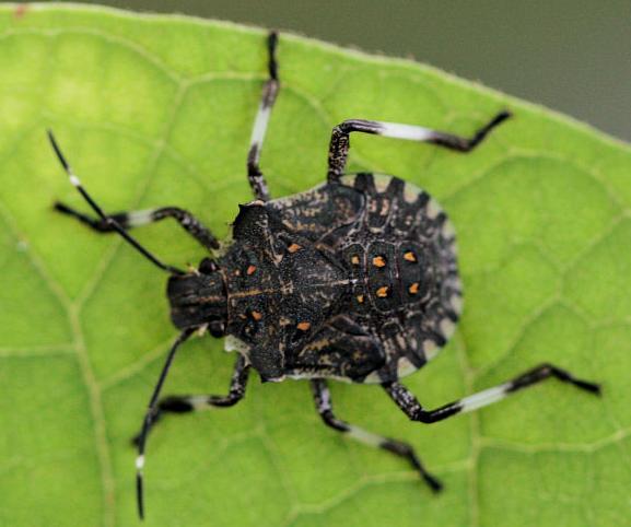 Halyomorpha halys STADI GIOVANILI: ninfe Foto F. Luthi-Barbieri Foto G.