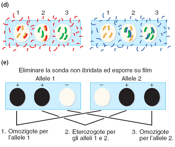 Determinazione di