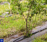 impianto Meglio inizio primavera Piante in vaso di diversi anni fino a maggio Al terzo anno iniziano a