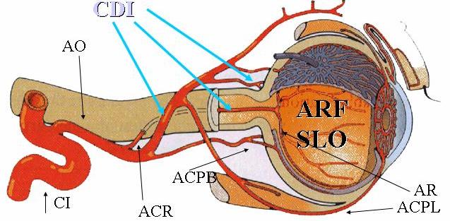 sifone carotideo, da faccia anteriore a.