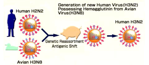 SCHEMA DELLO SHIFT 13 PERCHÉ LO SHIFT? Un virus aviario proveniente da un uccello selvatico infetta una cellula di un ospite intermedio (es.