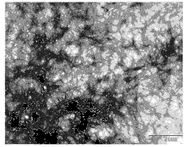 Evidenze sperimentali biochimiche Inibizione della formazione di oligomeri tossici di Aβ Inibizione della