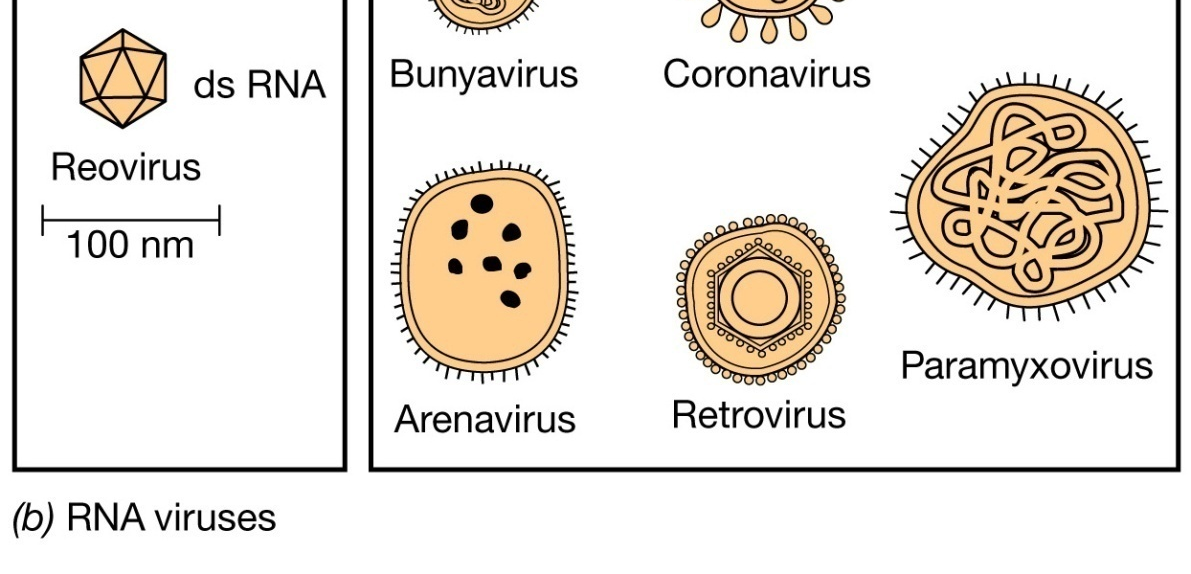 Dimensione e forma (simmetria) dei virus