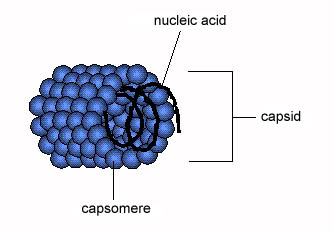 FORMA O SIMMETRIA ELICOIDALE