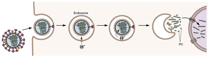 2) PENETRAZIONE e RIMOZIONE DEL CAPSIDE ESPOSIZIONE DELL' ACIDO NUCLEICO VIRALE (UNCOATING).