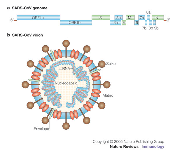 CLASSI REPLICATIVE Classe IV (RNA a singolo filamento con polarità +) Picornavirus, Calicivirus Togavirus, Coronavirus.