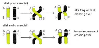 Crossing over In termini più tecnici può invece essere descritto come lo scambio di porzioni omologhe di materiale genetico, che può verificarsi fra due cromatidi appartenenti a due cromosomi diversi