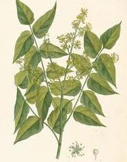 9 Famiglia: Simarubaceae Genere: Ailanthus Nome scientifico: Ailanthus altissima (Mill.
