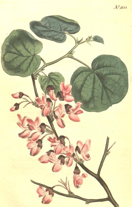 11 Famiglia: Leguminoseae Genere: Cercis Nome scientifico: Cercis siliquastrum L.
