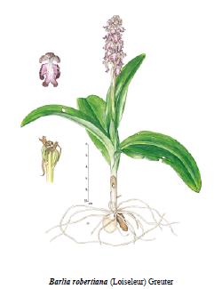 13 Famiglia: Orchidaceae Genere: Barlia Nome scientifico: Barlia robertiana Caratteristiche morfologiche Pianta erbacea perenne, robusta, alta 20-80 cm, con bulbo da cui, ogni anno, nascono fiori e