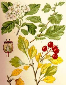 15 Famiglia: Rosaceae Genere: Crataegus Nome scientifico: Crataegus monogyna Jacq. Caratteristiche morfologiche PORTAMENTO: arbusto o alberello spinoso di forma molto variabile.