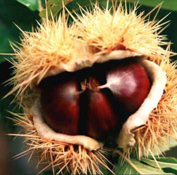 Pianta Foglia Fiori maschili riuniti