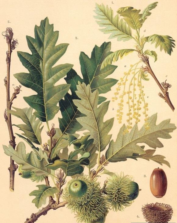 19 Famiglia: Fagaceae Genere: Quercus Nome scientifico: Quercus cerris L. Caratteristiche morfologiche PORTAMENTO: albero che può raggiungere i 35 m di altezza, con chioma ovale e allungata.