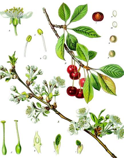 21 Famiglia: Rosaceae Genere: Prunus Nome scientifico: Prunus avium L.