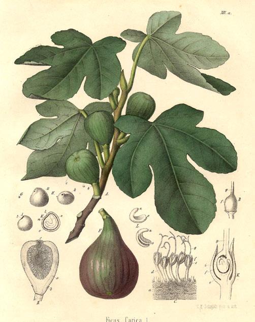 27 Famiglia: Moraceae Genere: Ficus Nome scientifico: Ficus carica L. Caratteristiche morfologiche PORTAMENTO: albero che può raggiungere i 6-10 m di altezza, chioma scomposta.