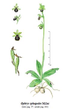 Famiglia: Orchidaceae Genere: Ophrys Nome scientifico: Ophrys sphegodes 31 Caratteristiche morfologiche Pianta erbacea perenne, alta 15-45 cm, con 2 bulbi a forma di uovo, e numerose radici