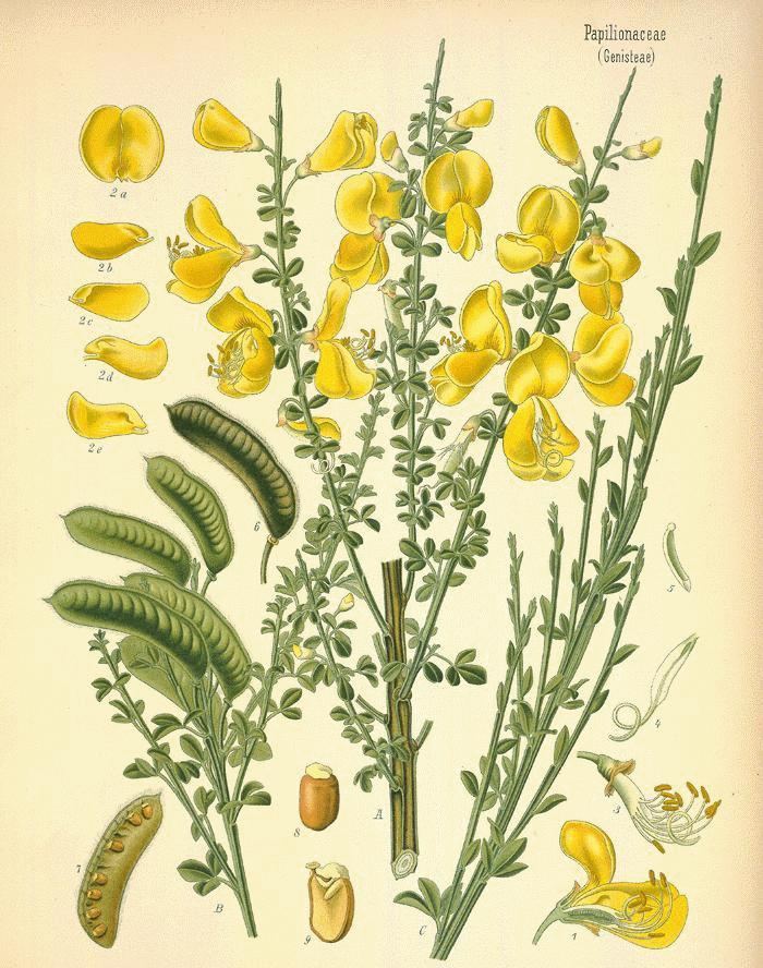 35 Famiglia: Fabaceae Genere: Spartium Nome scientifico: Spartium junceum L.